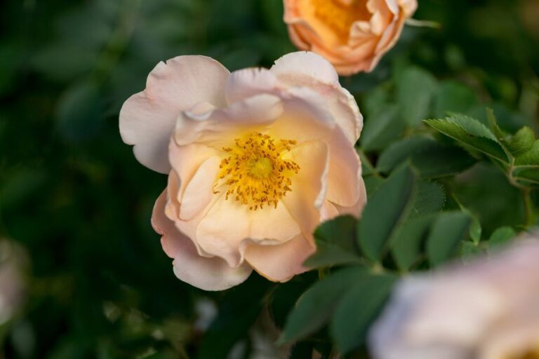 Rosa Above and Beyond Bailey Nurseries