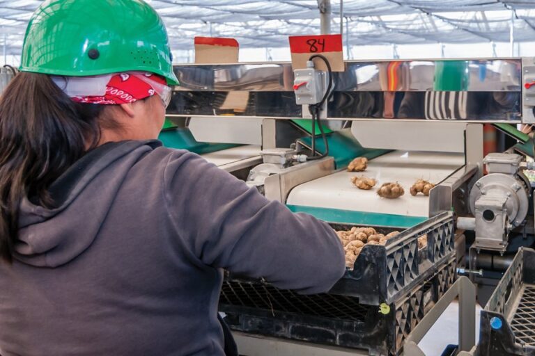 The new grading and sorting system reduces labor by automating sizing and counting. Workers are able to focus on quality cleanliness and packaging of the Calla bulbs
