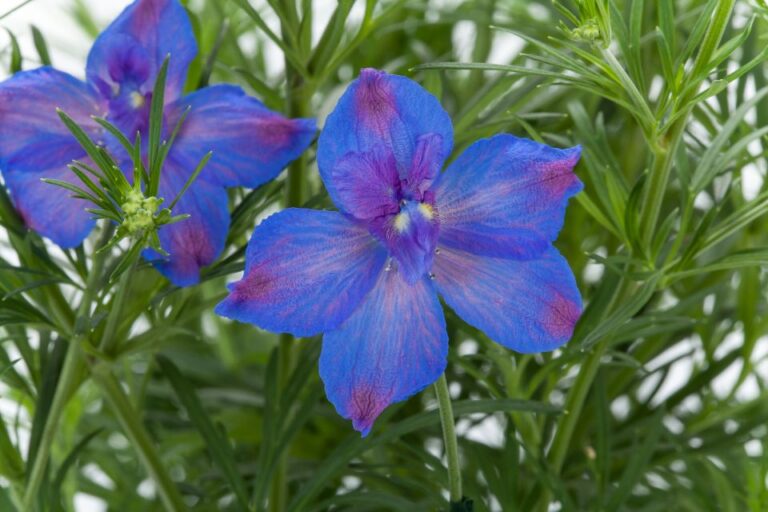 Delphinium Hunky Dory Blue ThinkPlants Syngenta Flowers