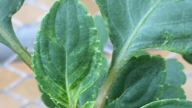 Thrips Injury on Impatiens featured