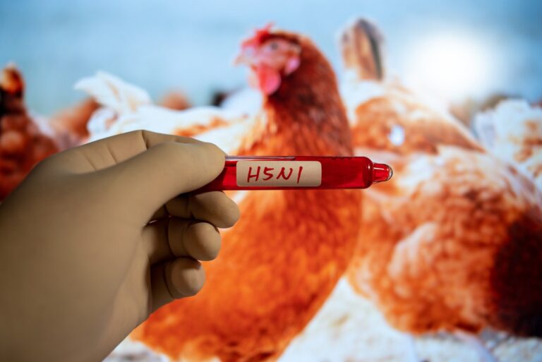 bird flu H5N1