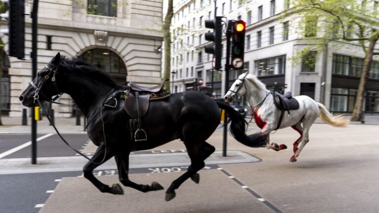 britain london loose horses