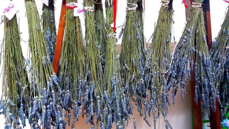 bunches of lavender drying