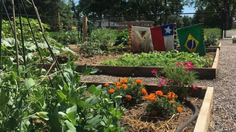 Denver Urban Gardens a participant in Katherine Alaims MSU study on gardening and mental health