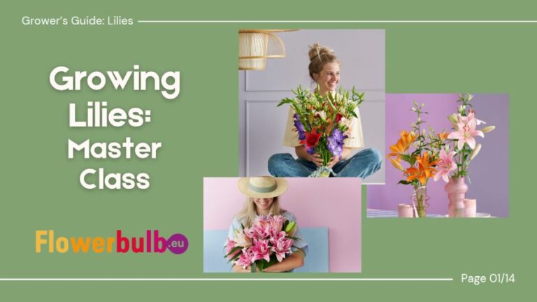 Flowerbulb eu Growing Lilies Master Class guide pdf cover first page