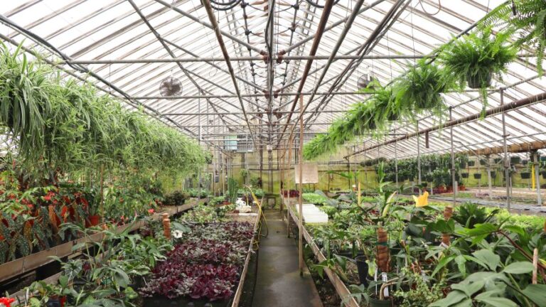 Tropical Foliage Plants greenhouse interior with a selection of tropicals and exotic plant varieties