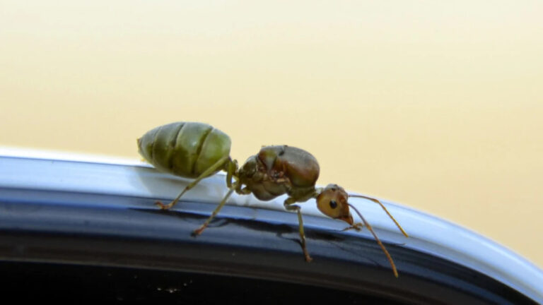 green ants on the roof of the car