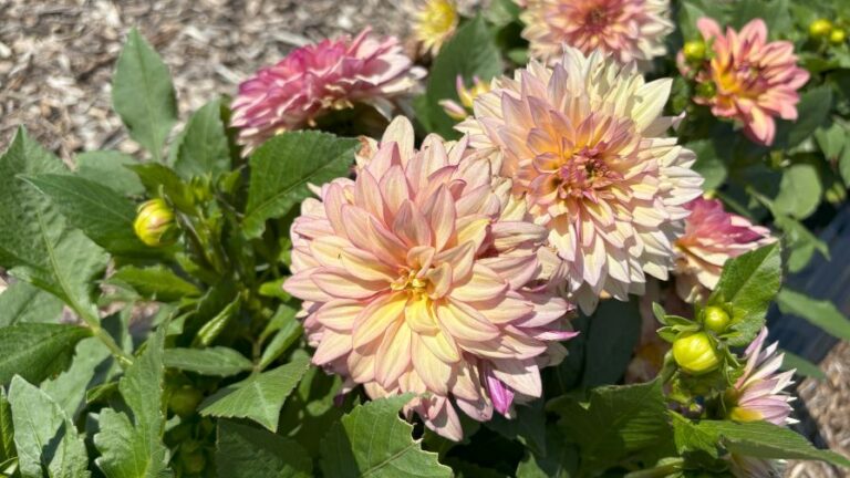 Raker Trials 2024 Peach Fuzz Dahlia Darlin Radiant Peach Danziger