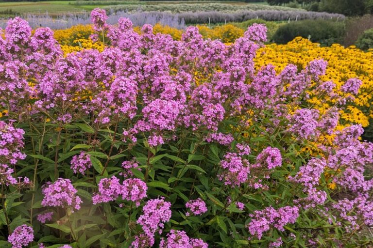 Phlox p. Jeana