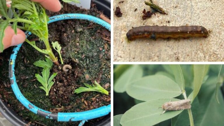 e Gro Alert Marigolds and Fall Armyworms