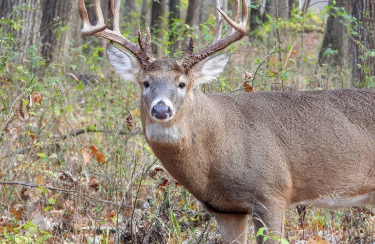 white tailed deer