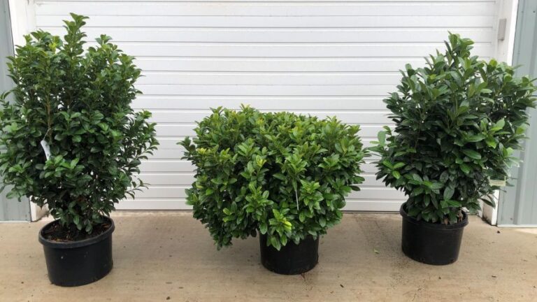 Three new disease resistant cherry laurel varieties from Concept Plants