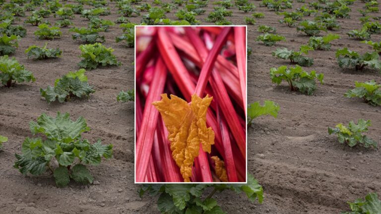 rubarb farm