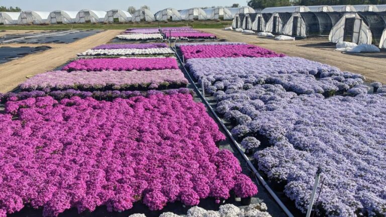 Creeping Phlox Phlox subulata Homer Trecartin of Twixwood Nursery