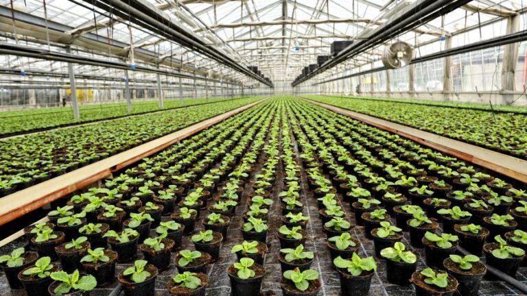 Interior of a commercial greenhouse adobe stock