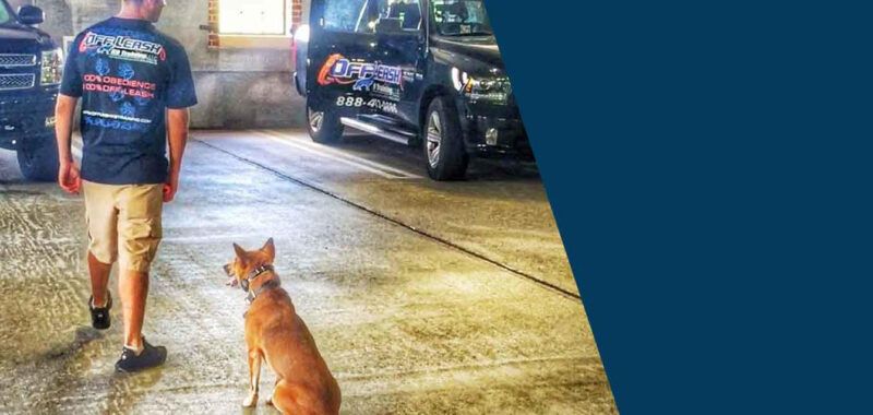 Off Leash K9 Training of Seattle and Tacoma Delivers Proven Dog Training Solutions for All Breeds and Behaviors